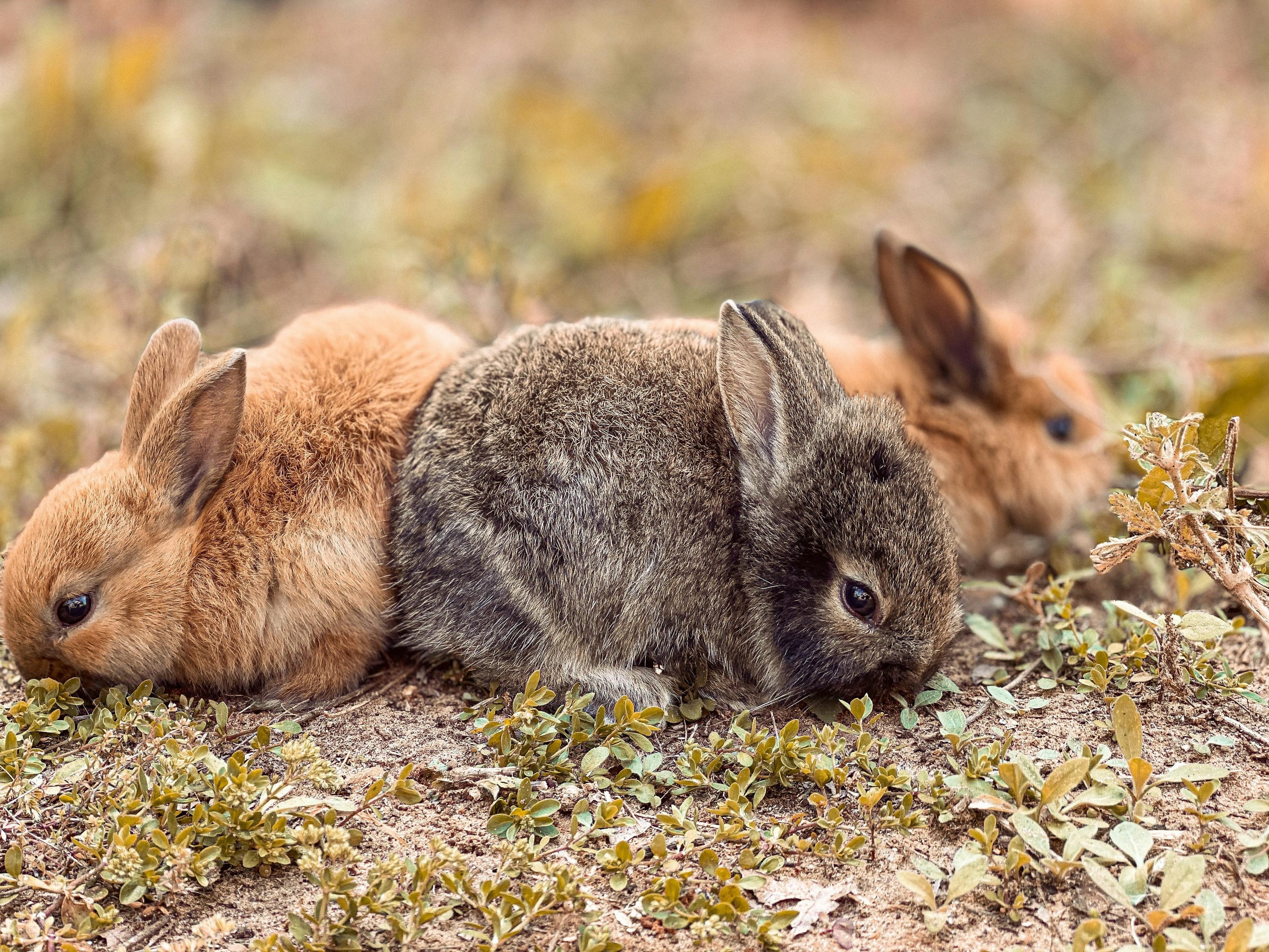 Photo of rabbits