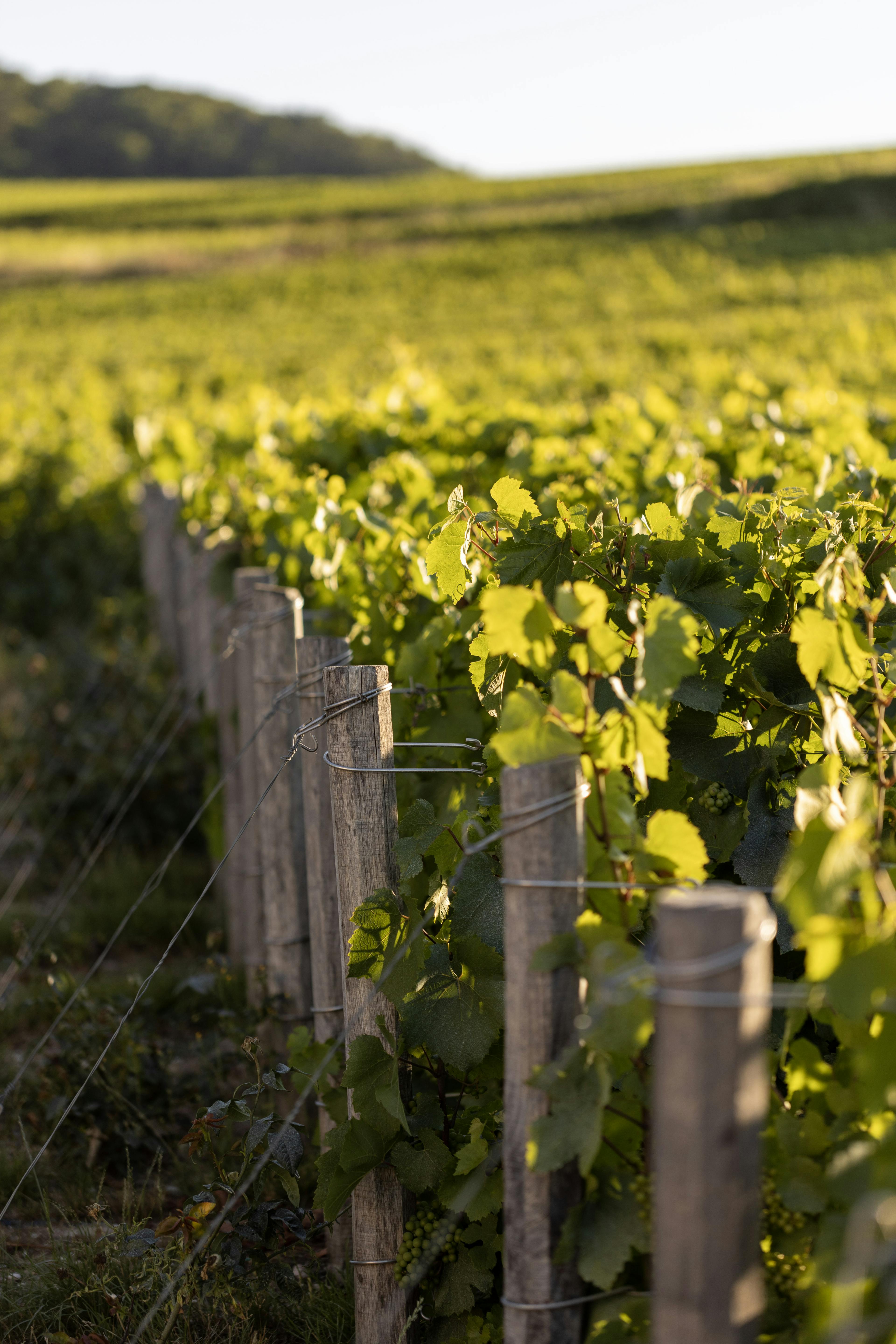 Photo of vineyards